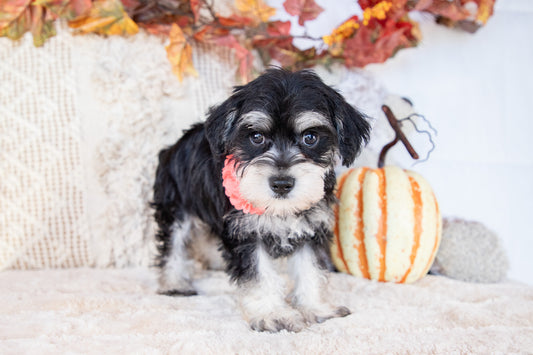 Abbie-Miniature Schnauzer Female