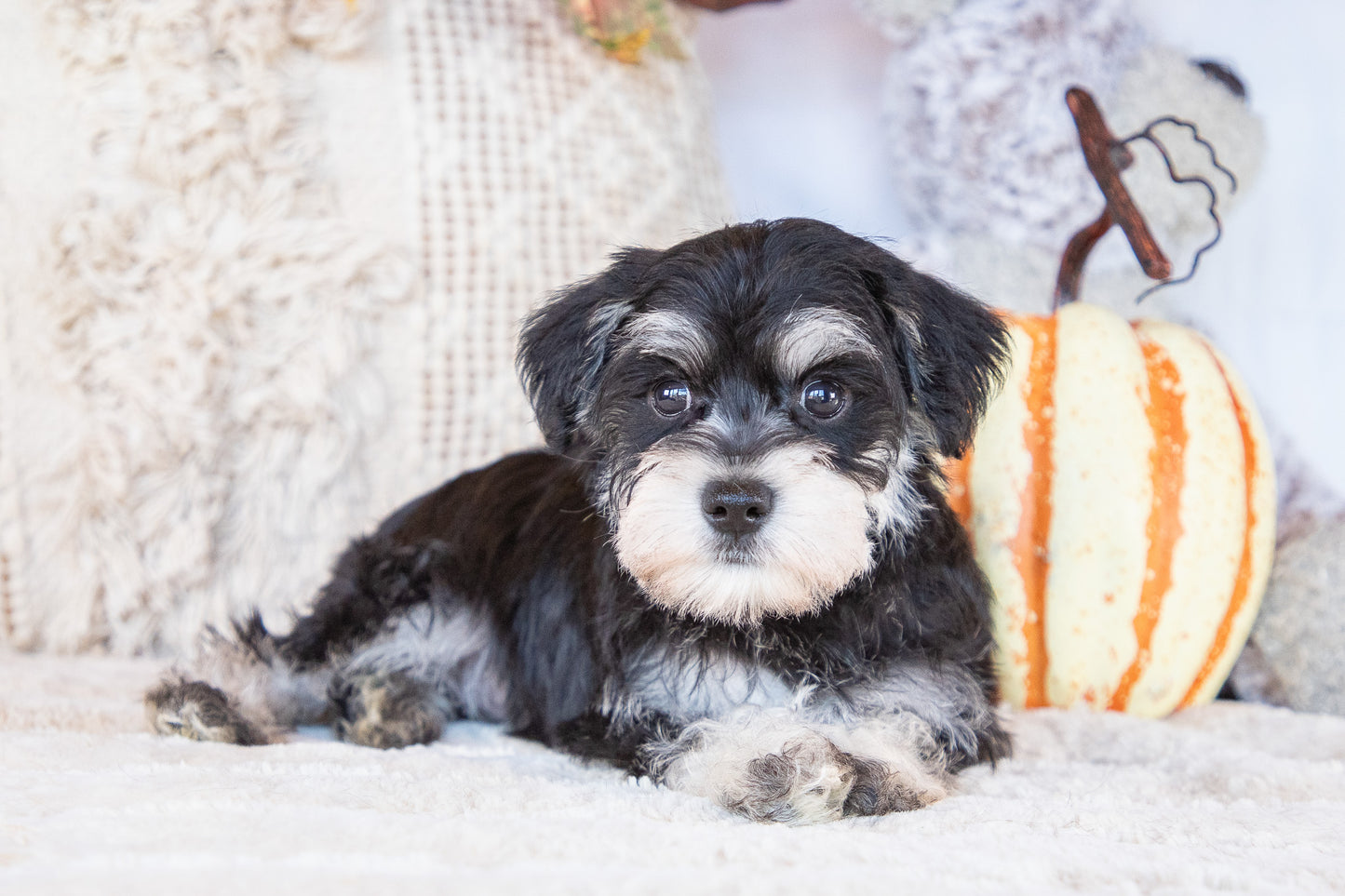 Abbie-Miniature Schnauzer Female