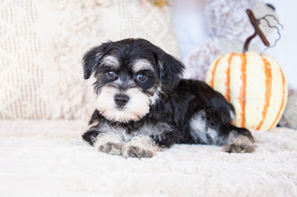 Abbie-Miniature Schnauzer Female