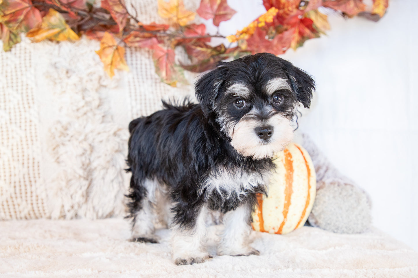 Abbie-Miniature Schnauzer Female