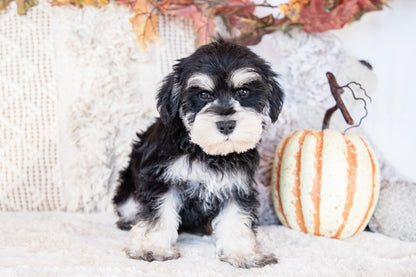 Aden-Miniature Schnauzer Female