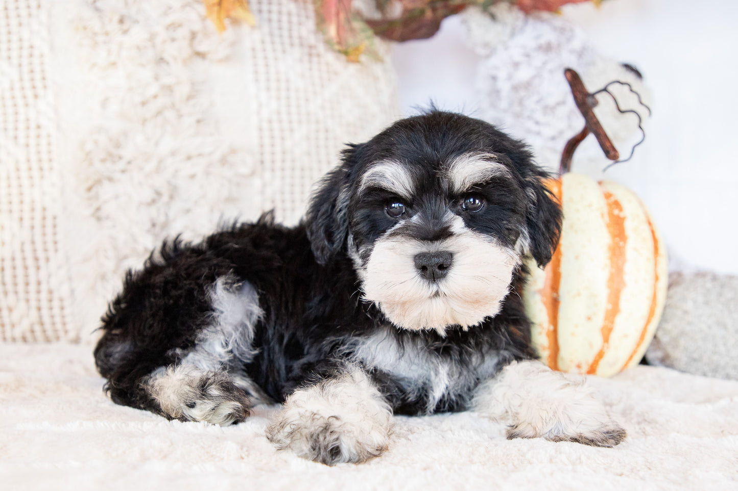 Aden-Miniature Schnauzer Female