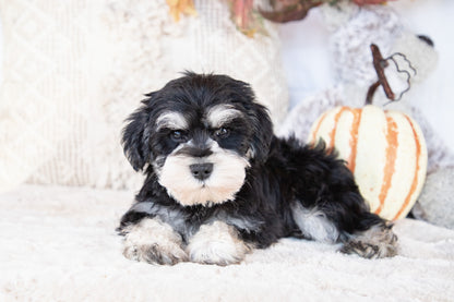 Aden-Miniature Schnauzer Female