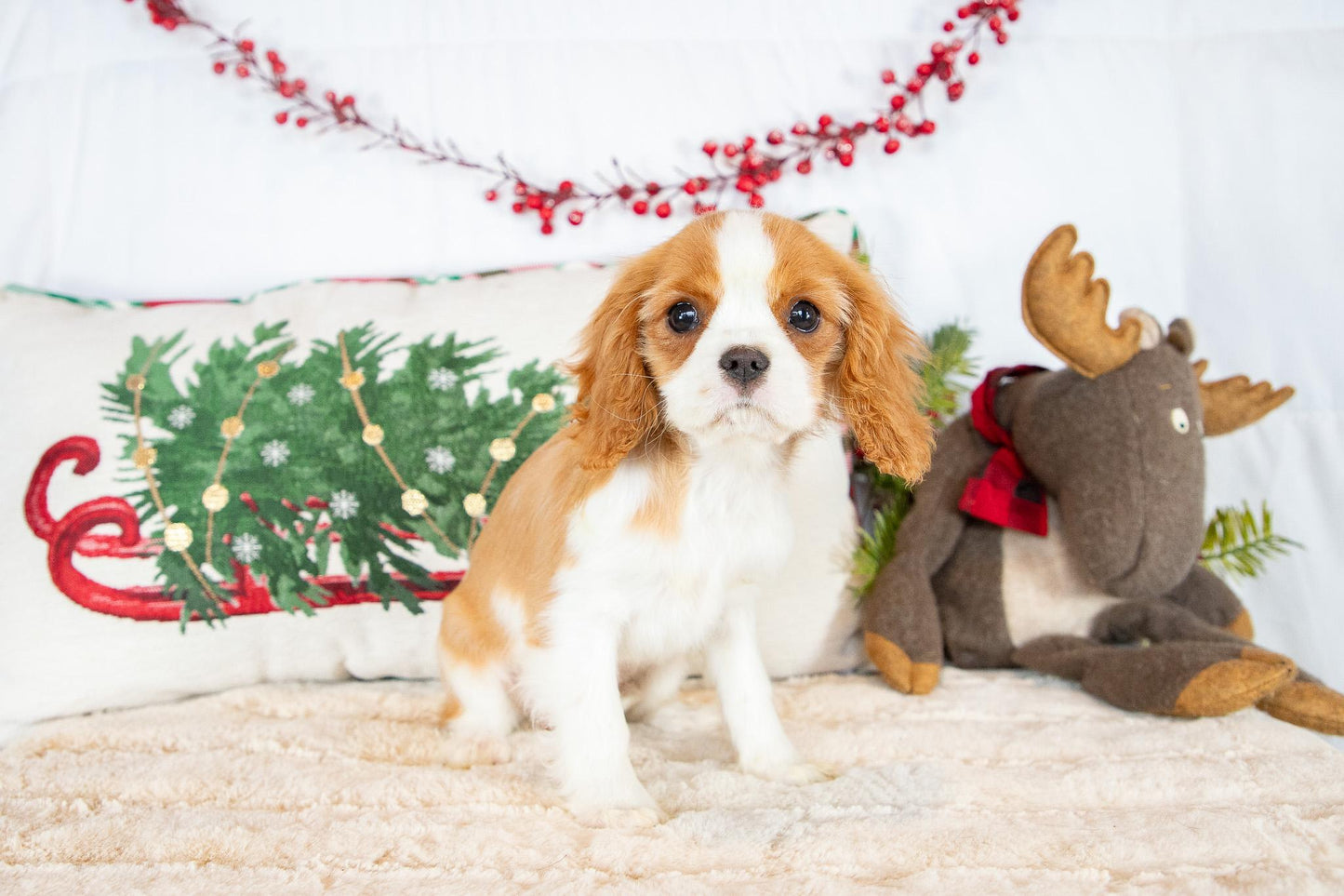 Addie-Cavalier King Charles Spaniel Female