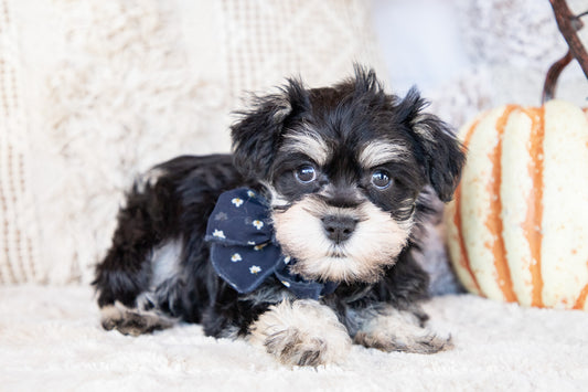 Annie-Miniature Schnauzer Female