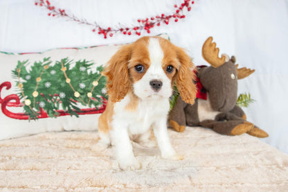 Addie-Cavalier King Charles Spaniel Female