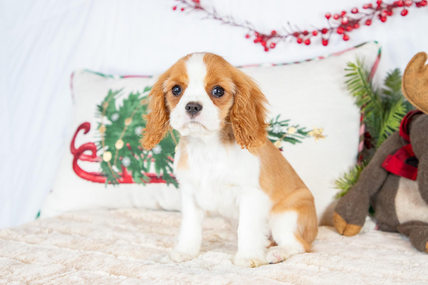 Addie-Cavalier King Charles Spaniel Female