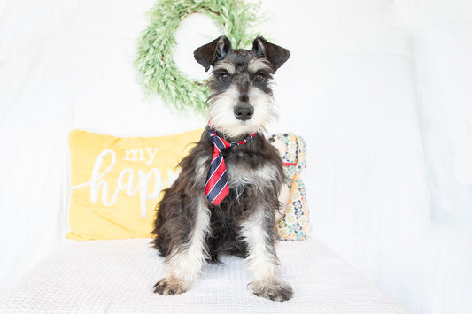 Hank- Miniature Schnauzer Male