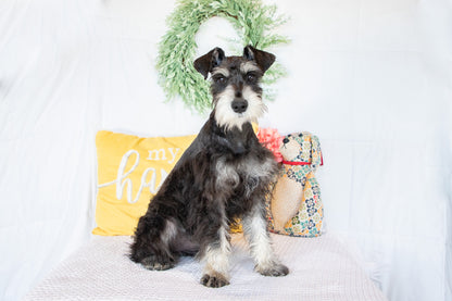 Hank- Miniature Schnauzer Male