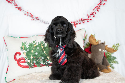 Rick- Cocker Spaniel Male