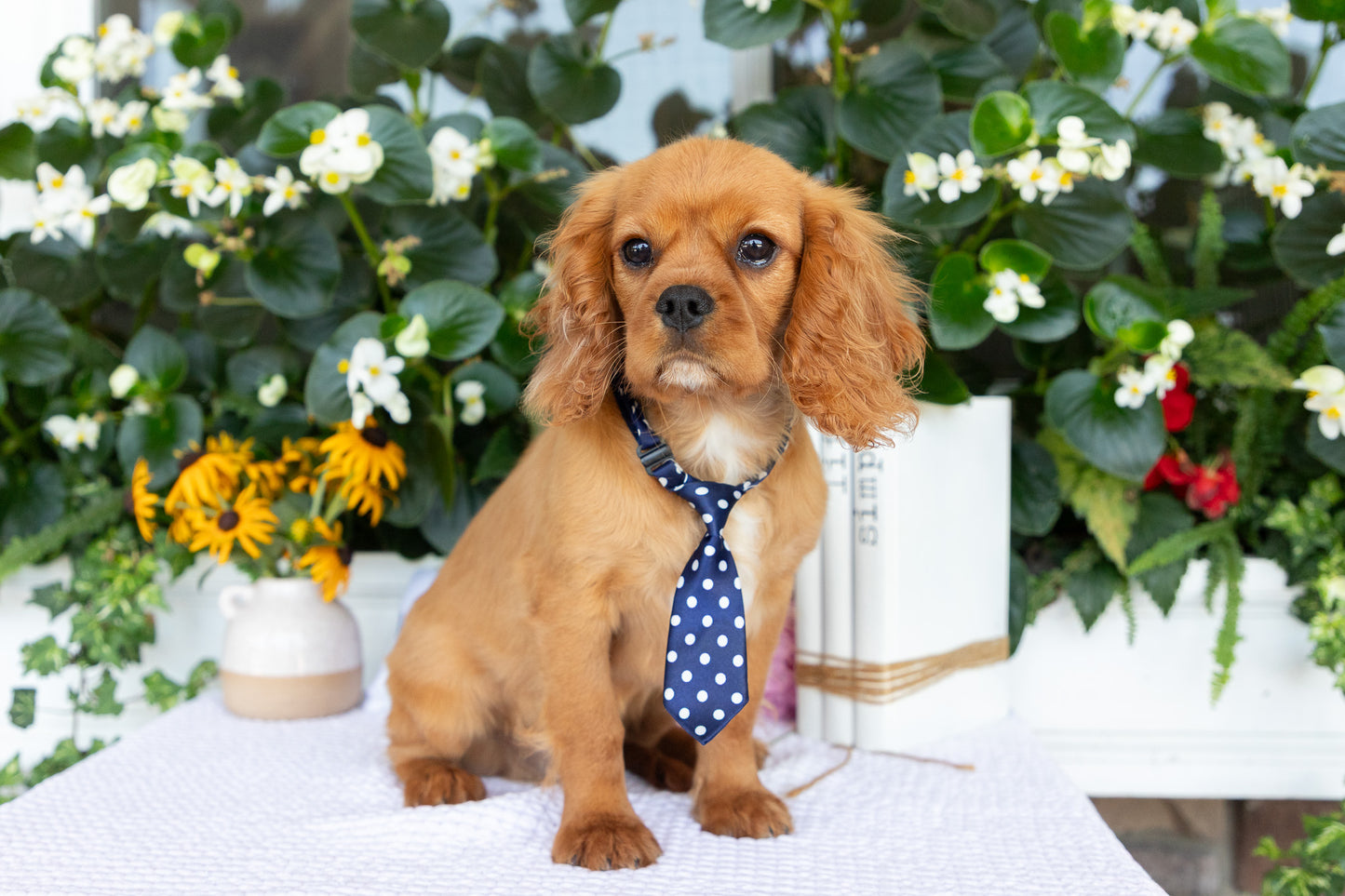Cavalier King Charles Spaniel Male (Ranger)