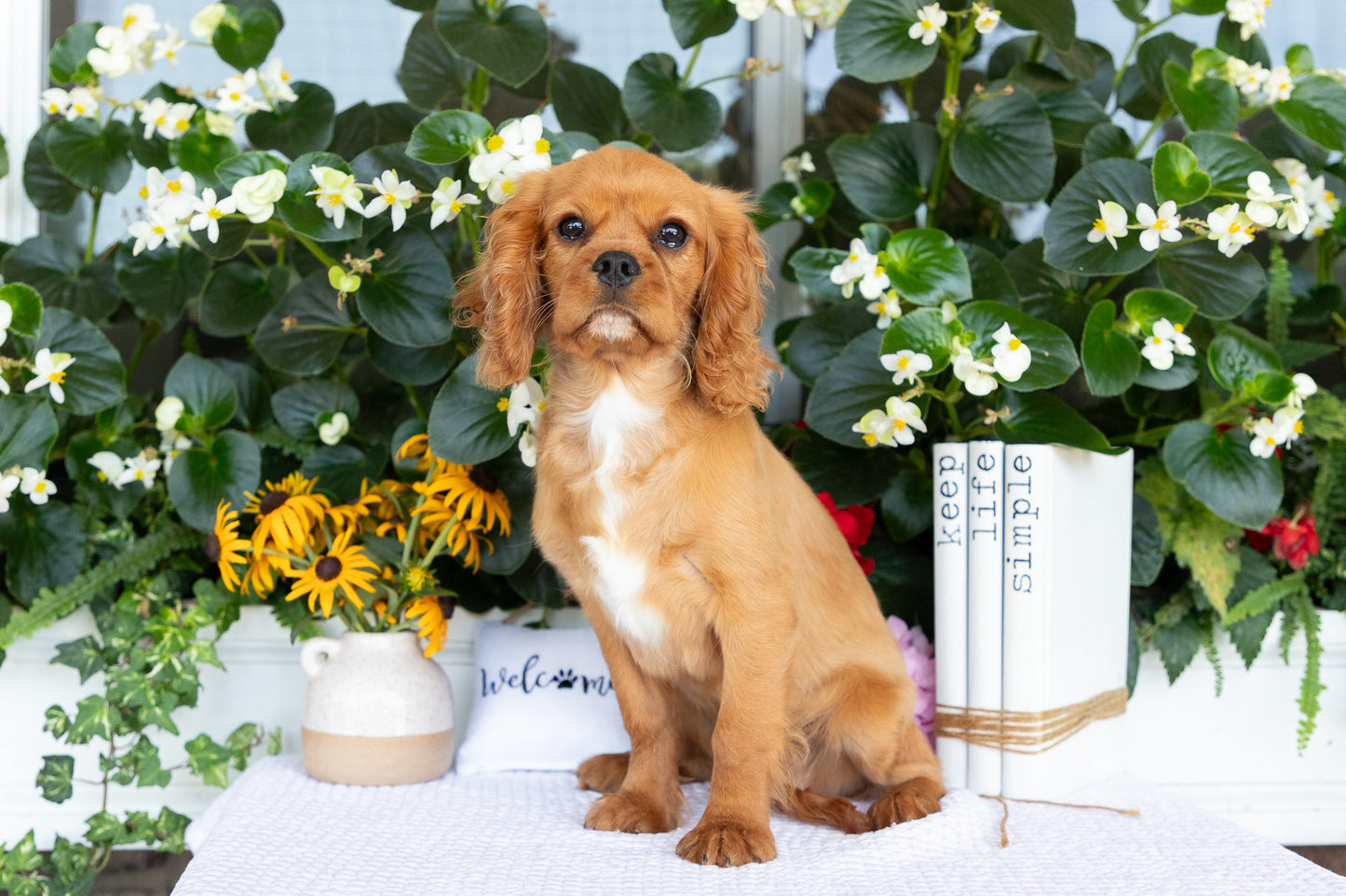 Cavalier King Charles Spaniel Male (Ranger)