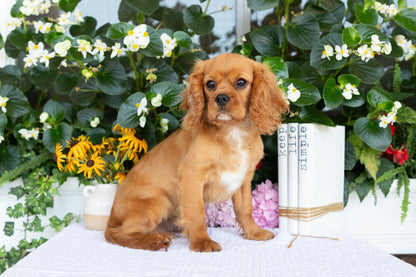 Cavalier King Charles Spaniel Male (Ranger)