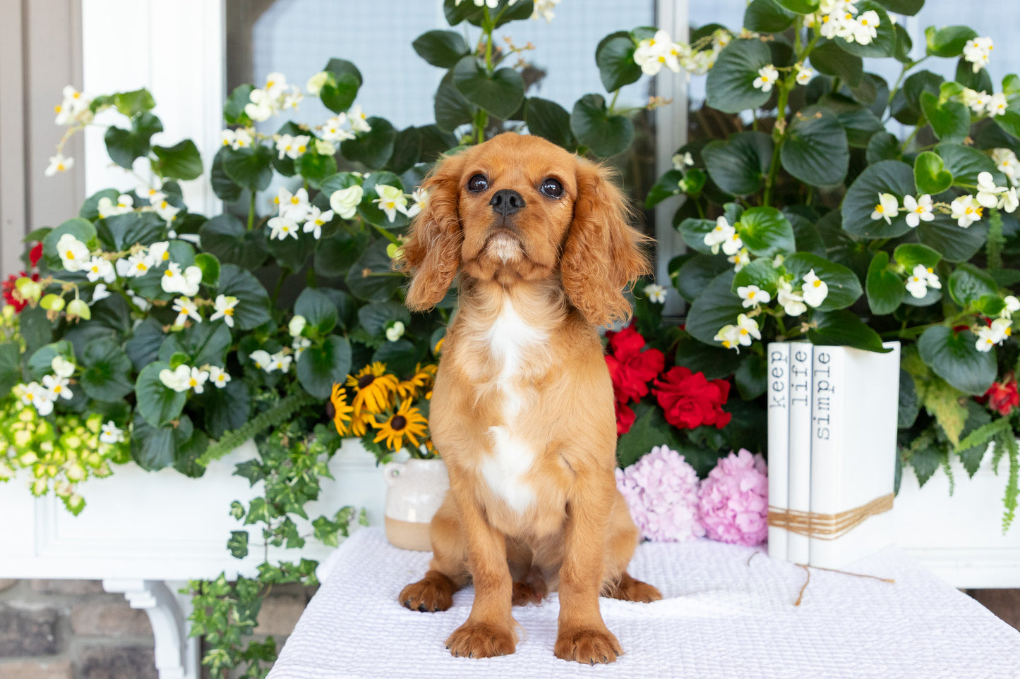 Cavalier King Charles Spaniel Male (Ranger)