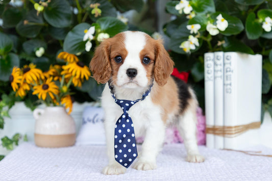 Cavalier King Charles Spaniel Male (Elliot)