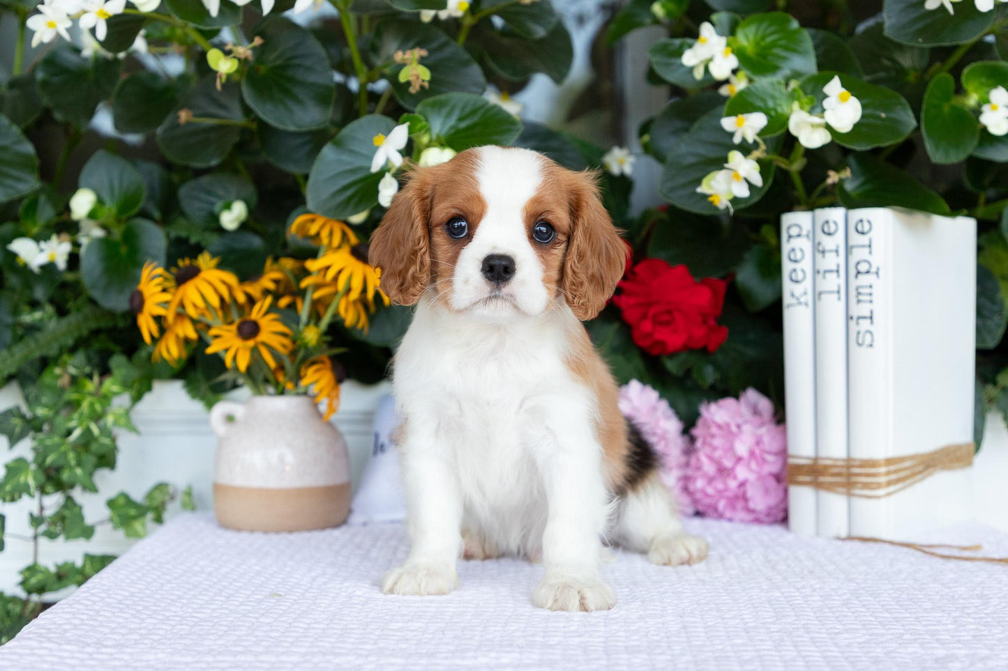 Cavalier King Charles Spaniel Male (Elliot)
