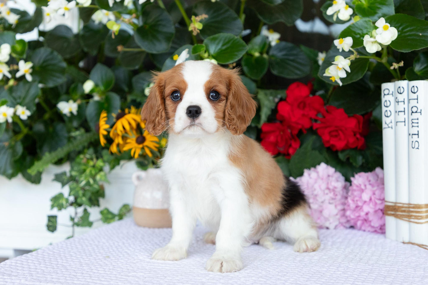 Cavalier King Charles Spaniel Male (Elliot)