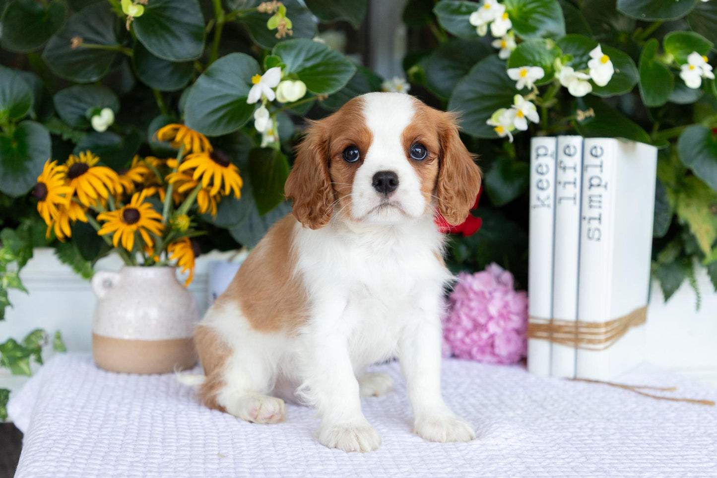 Cavalier King Charles Spaniel Male (Elliot)