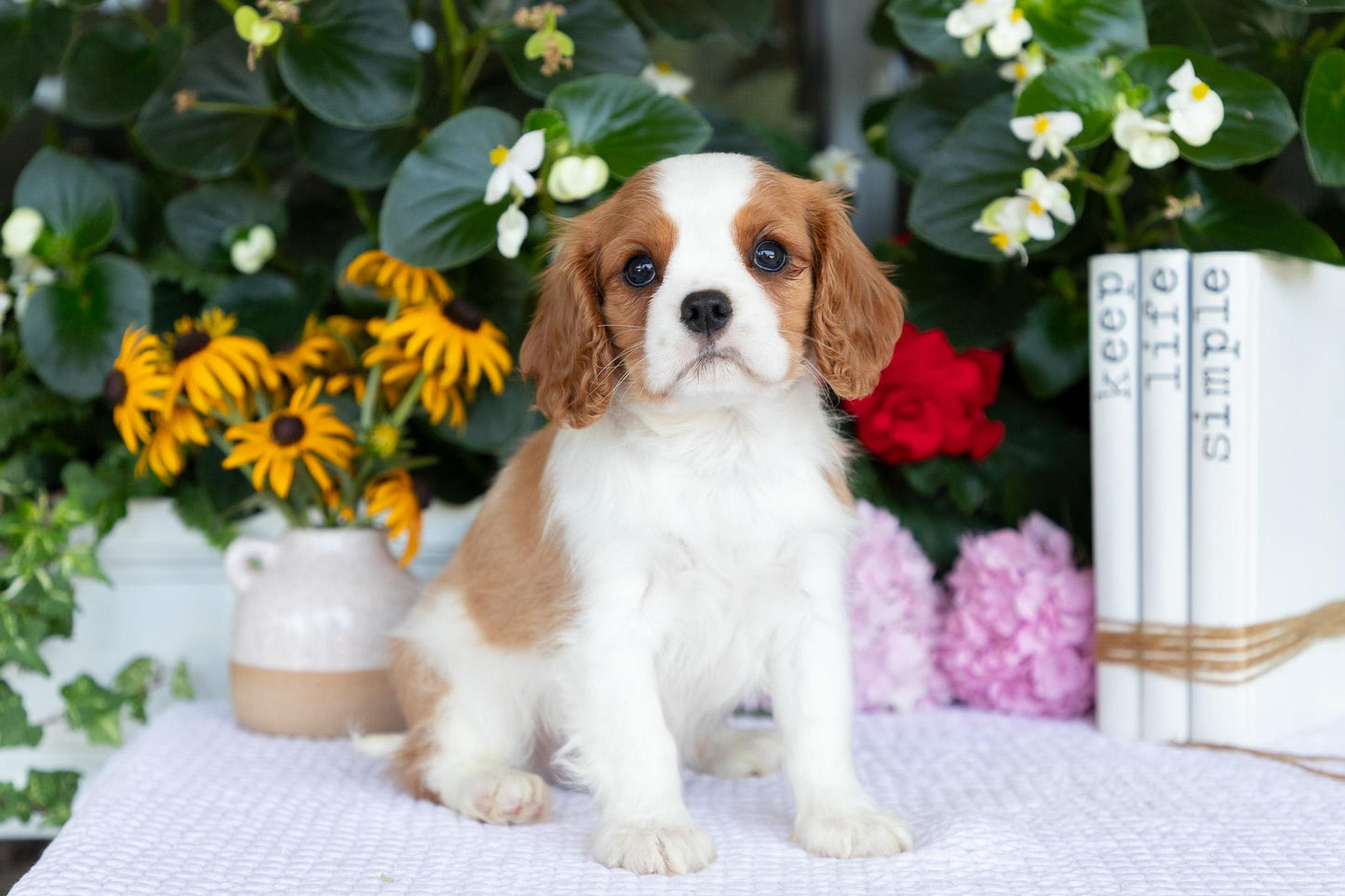 Cavalier King Charles Spaniel Male (Elliot)