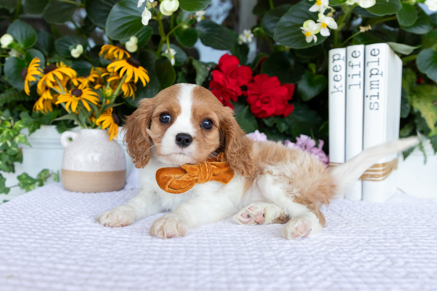 Cavalier King Charles Spaniel Female (Quinn)