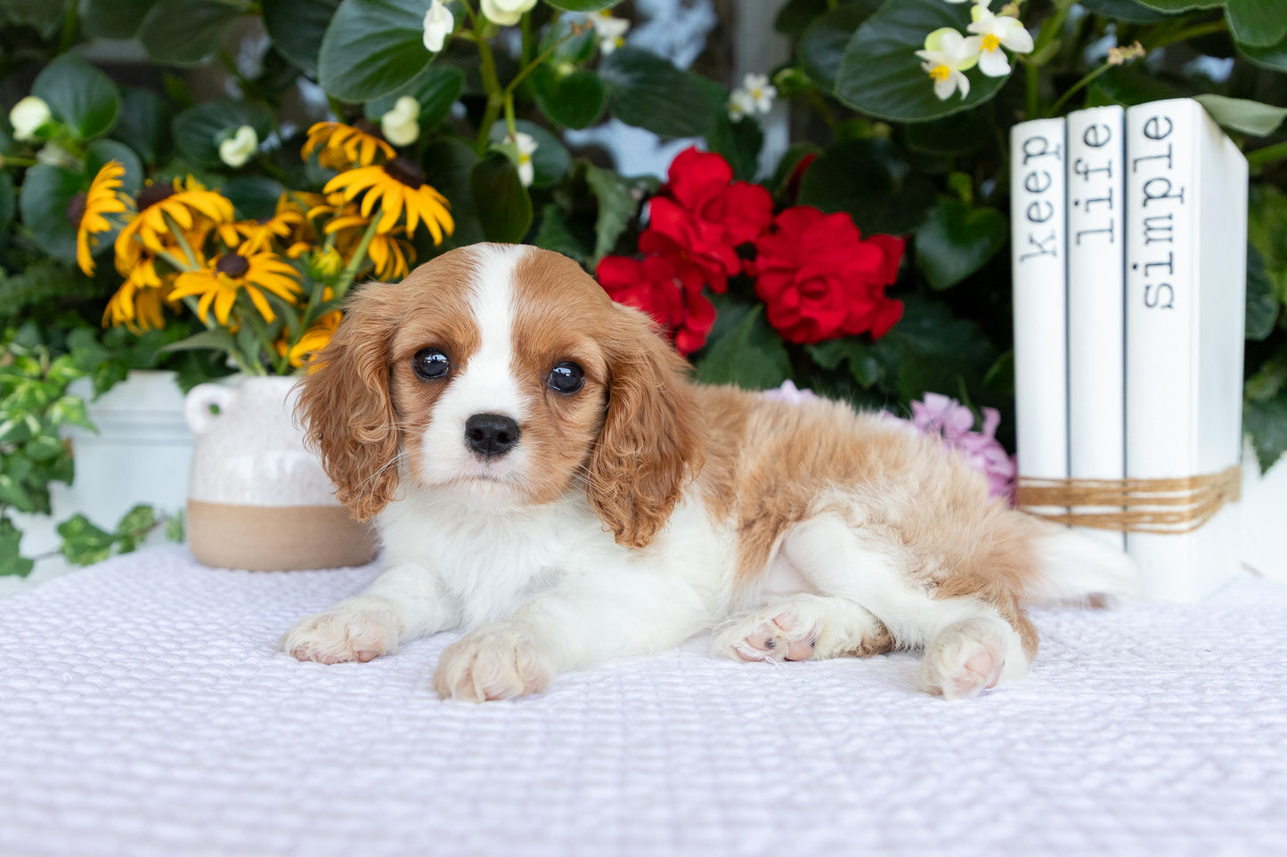 Cavalier King Charles Spaniel Female (Quinn)