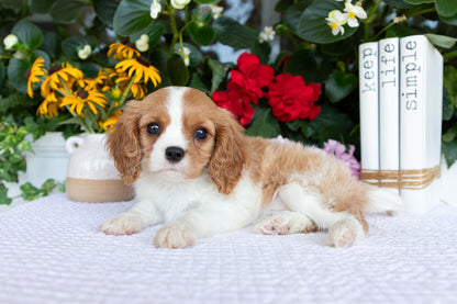 Cavalier King Charles Spaniel Female (Quinn)