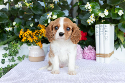 Cavalier King Charles Spaniel Female (Quinn)