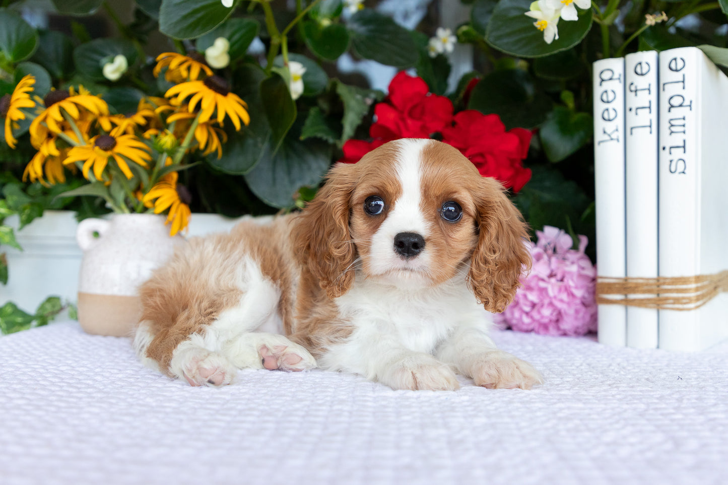 Cavalier King Charles Spaniel Female (Quinn)