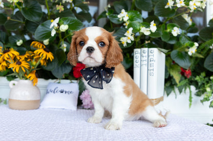 Cavalier King Charles Spaniel Female (Eve)