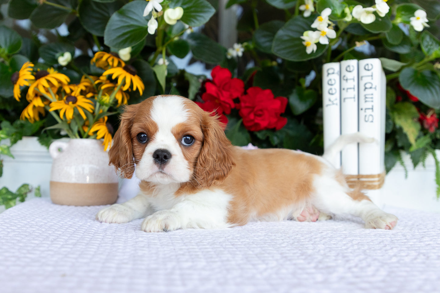 Cavalier King Charles Spaniel Female (Eve)