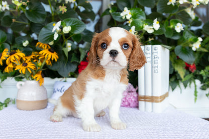 Cavalier King Charles Spaniel Female (Eve)
