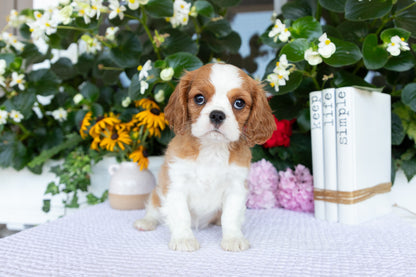 Cavalier King Charles Spaniel Female (Eve)