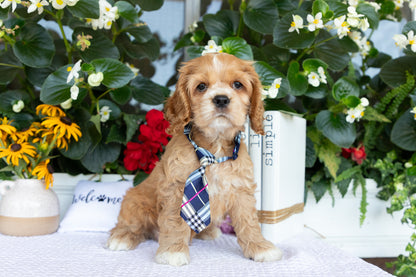 Cocker Spaniel Male (Baxter)