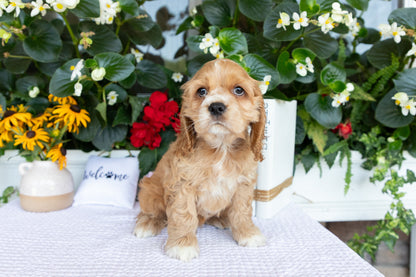 Cocker Spaniel Male (Baxter)