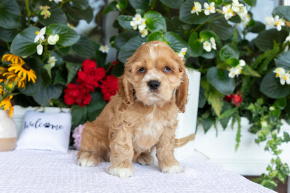 Cocker Spaniel Male (Baxter)