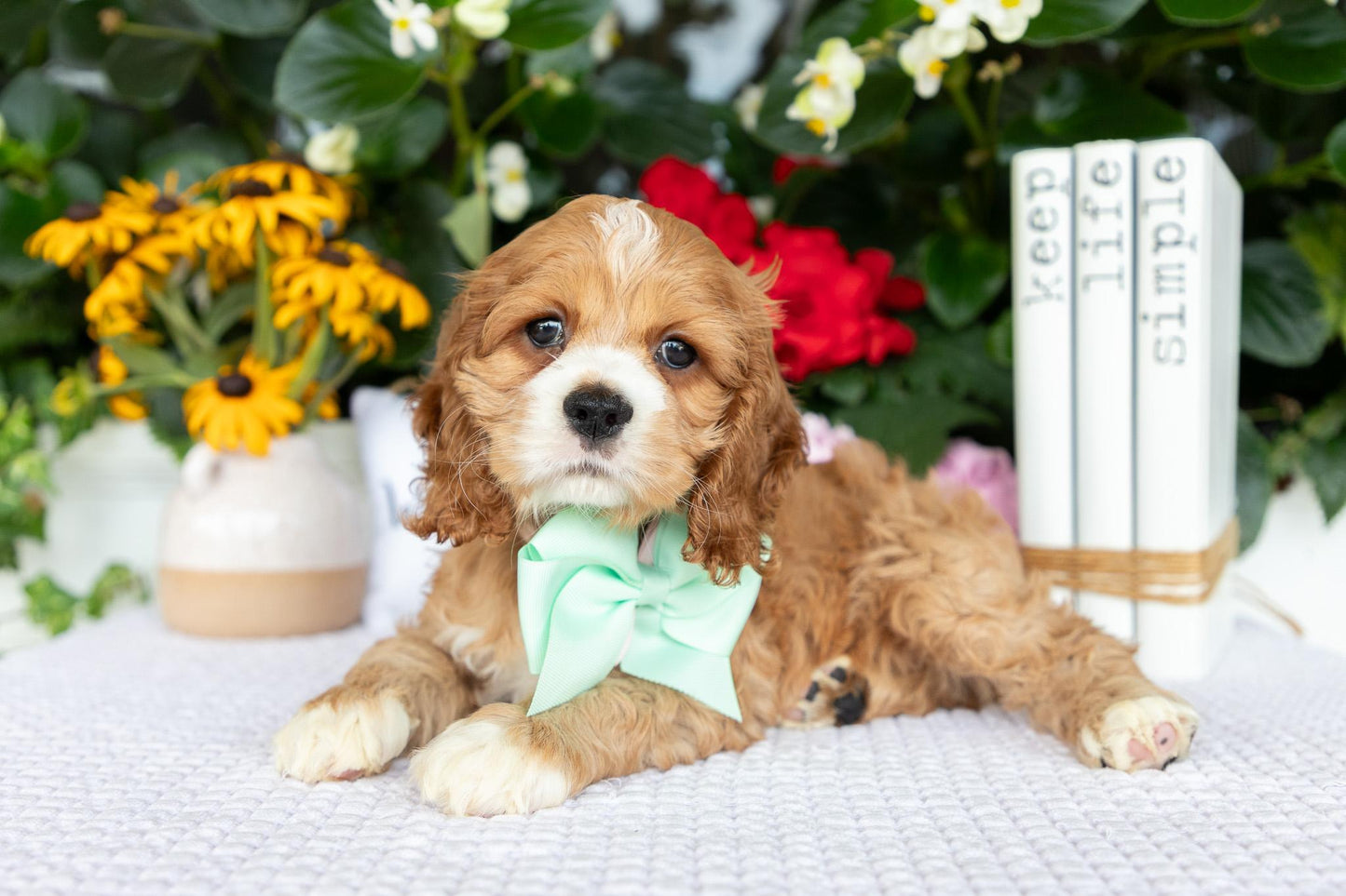 Cocker Spaniel Female (Alina)