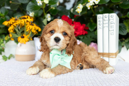Cocker Spaniel Female (Alina)