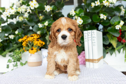 Cocker Spaniel Female (Alina)