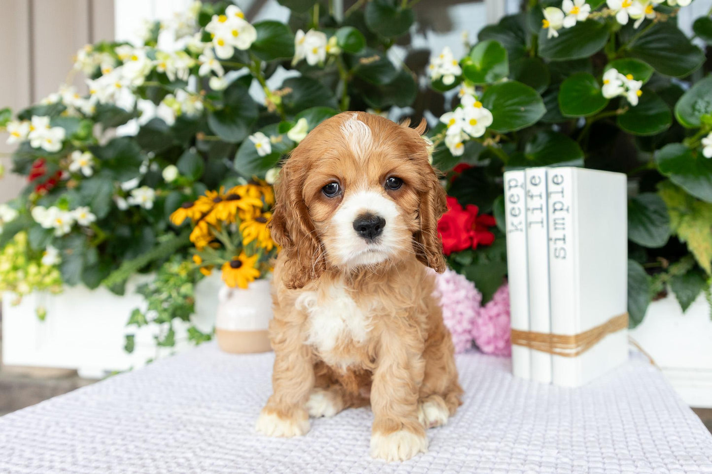 Cocker Spaniel Female (Alina)