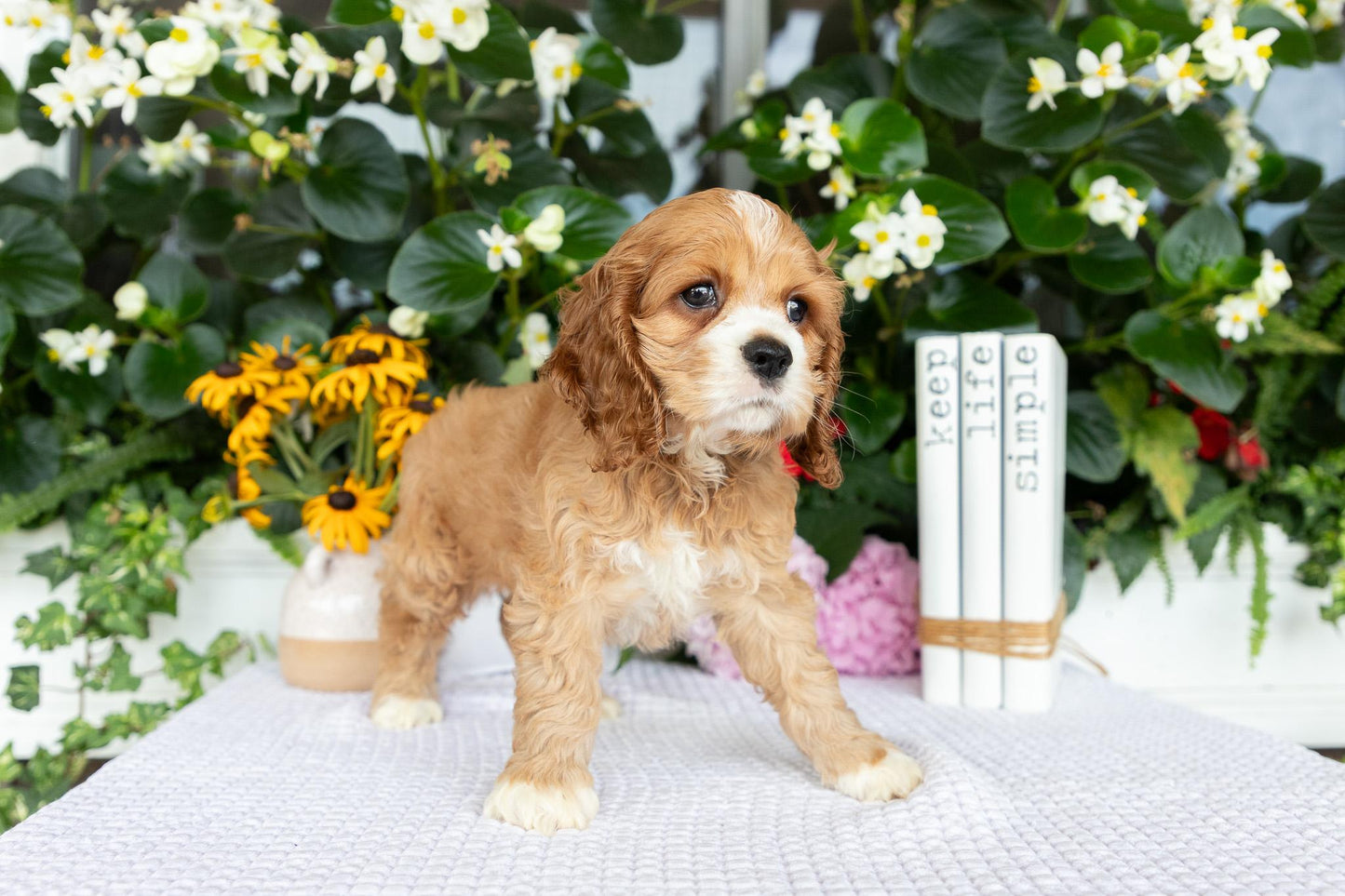 Cocker Spaniel Female (Alina)