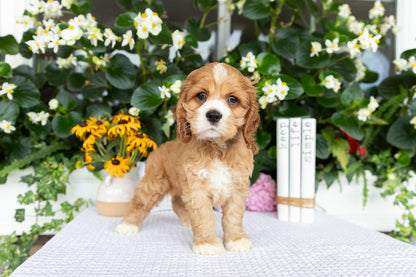 Cocker Spaniel Female (Alina)