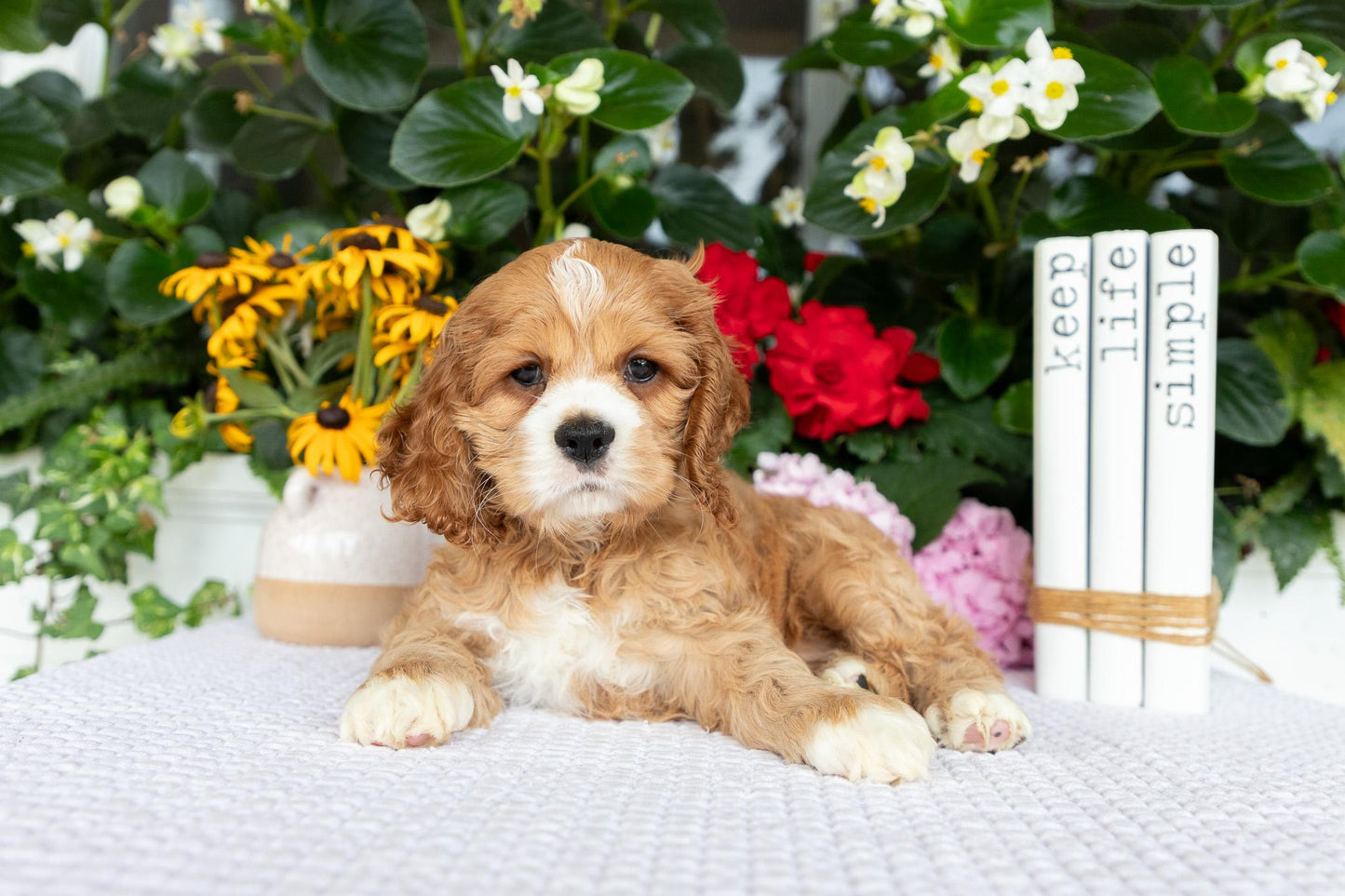 Cocker Spaniel Female (Alina)