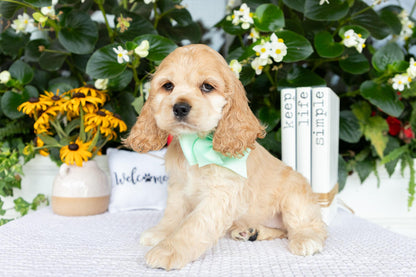 Cocker Spaniel Female (Hailey)