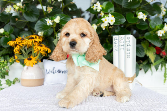 Cocker Spaniel Female (Hailey)