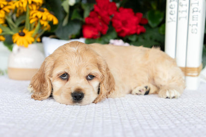 Cocker Spaniel Female (Hailey)