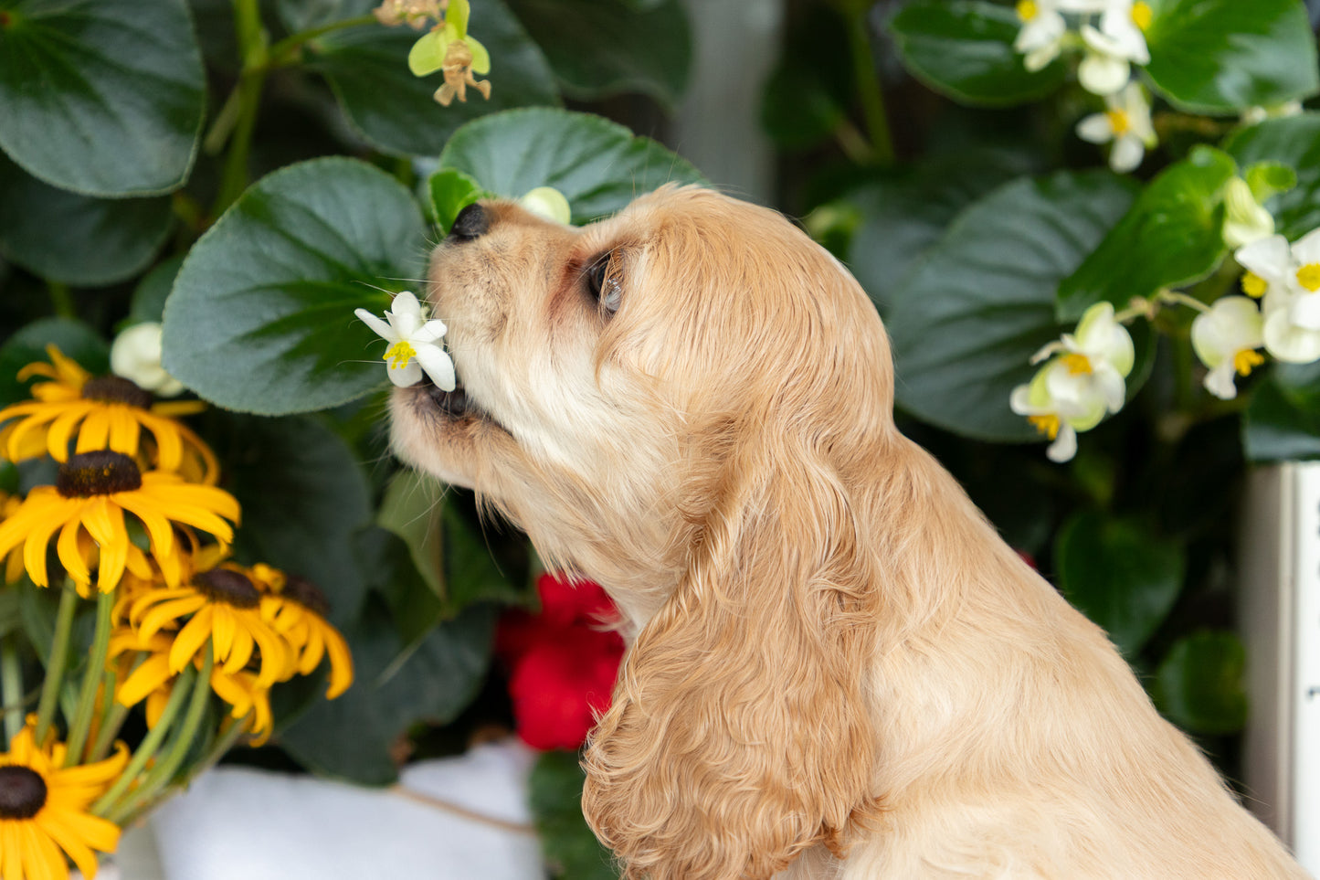 Cocker Spaniel Female (Hailey)