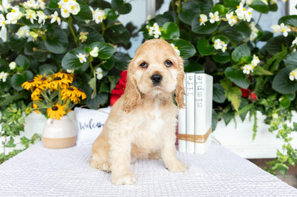 Cocker Spaniel Female (Hailey)