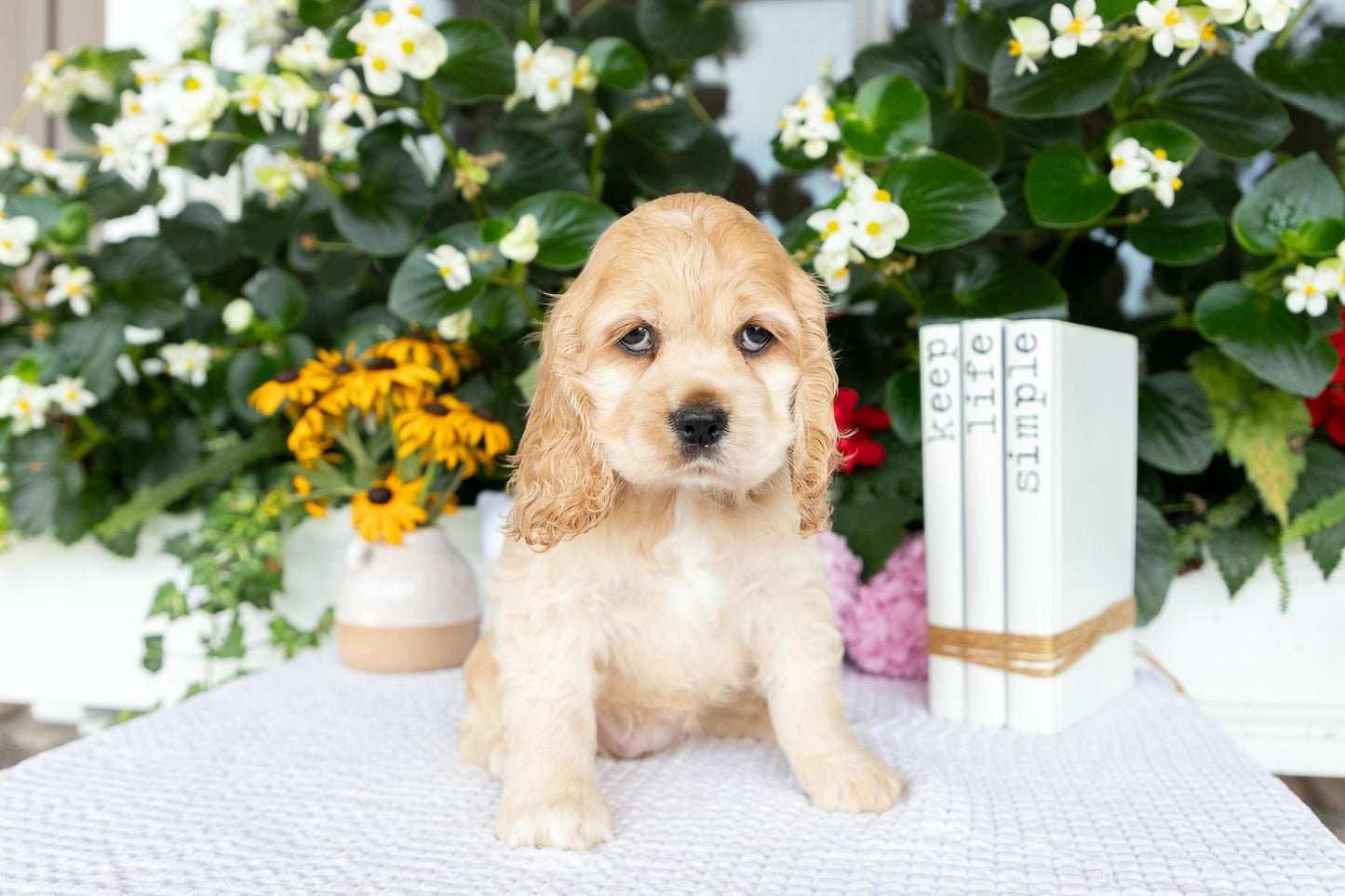 Cocker Spaniel Female (Hailey)