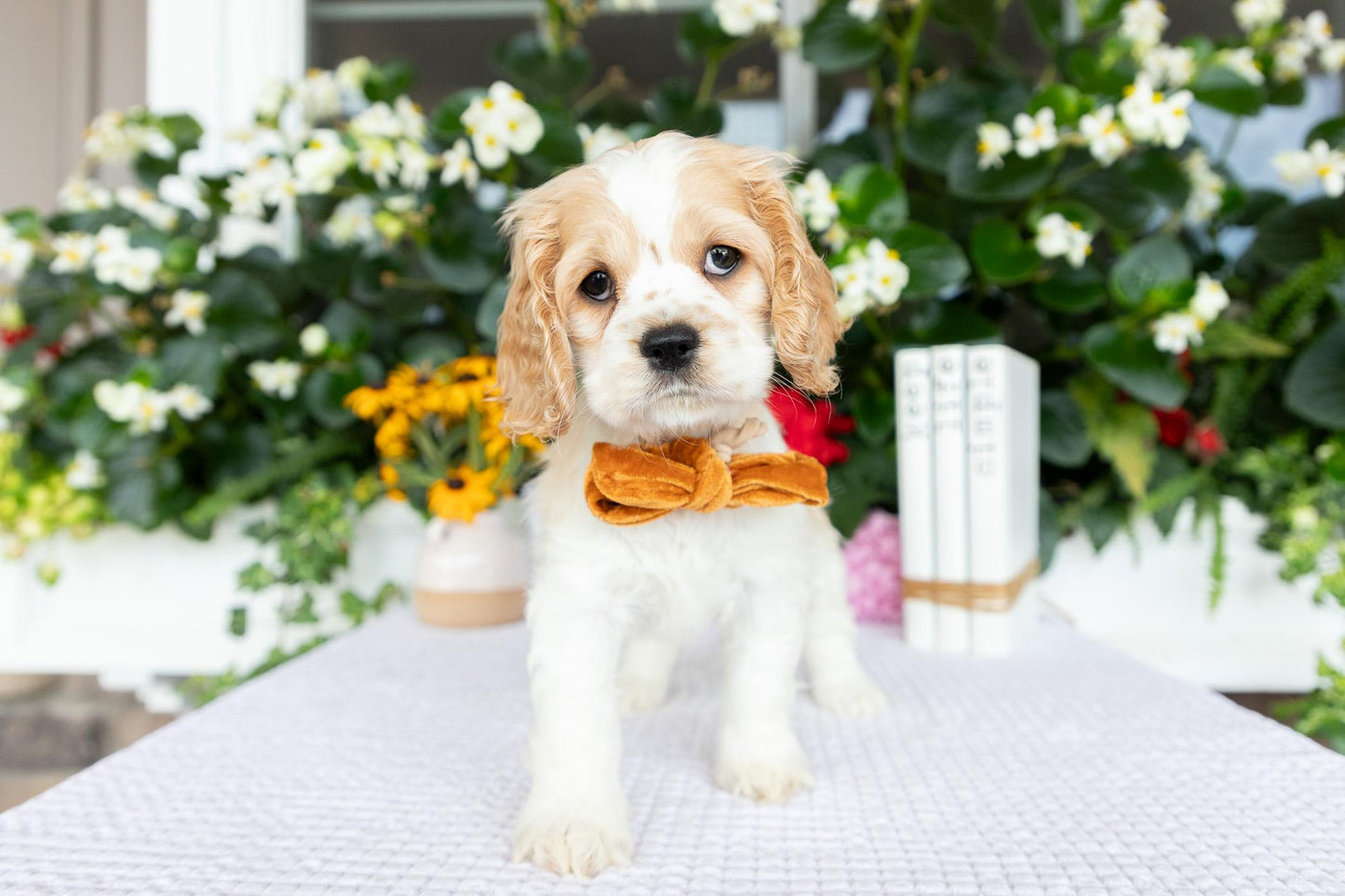 Cocker Spaniel Female (Hazel)