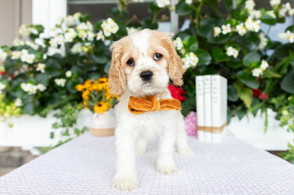 Cocker Spaniel Female (Hazel)